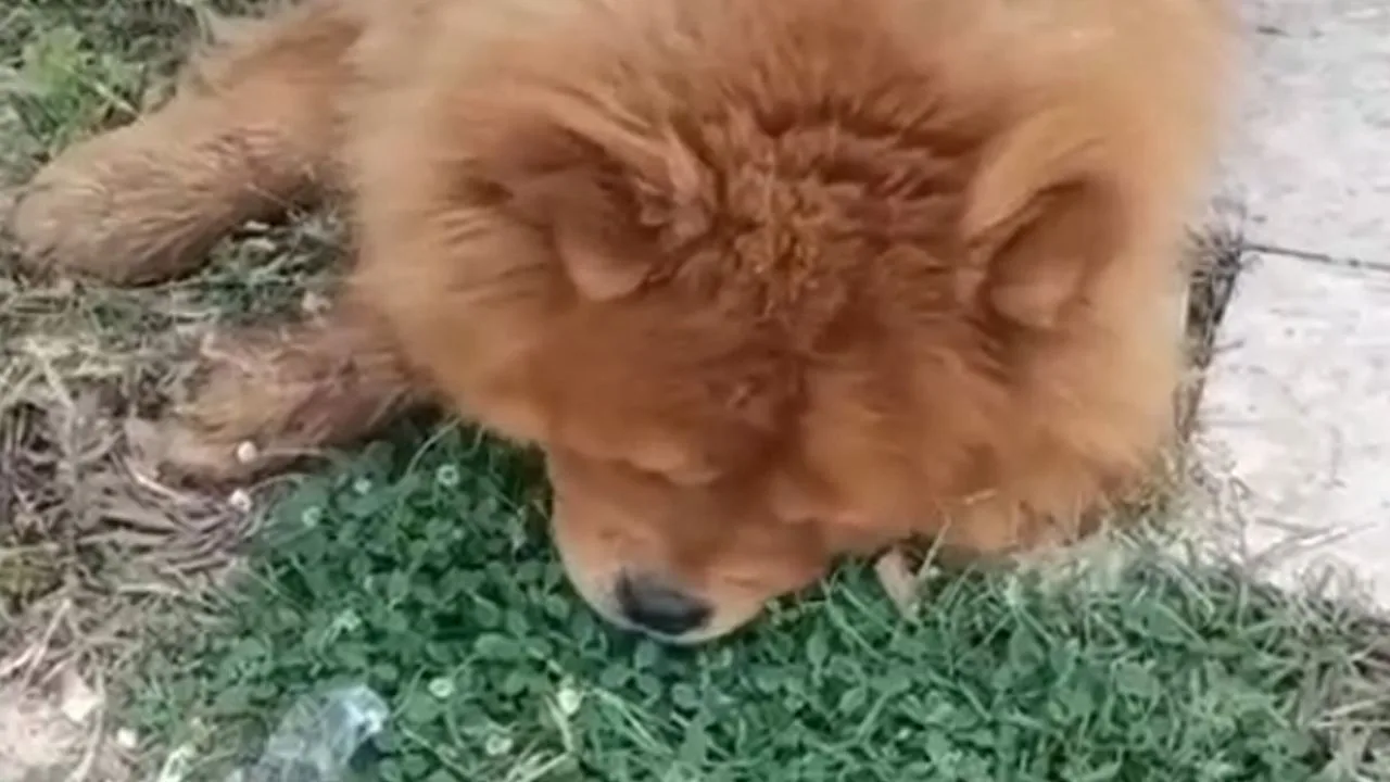 Alanya'da Köpek Ölümü: Bir Şüpheli Gözaltında!