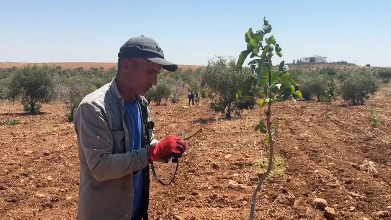 Fıstık Üreticileri Dikkat! Bozova'da Aşılama Dönemi Başladı