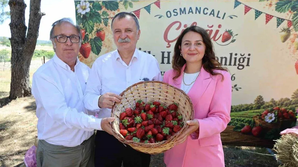 Yunusemre'de Osmancalı Çileği İlk Hasat Şenliği Coşkuyla Kutlandı