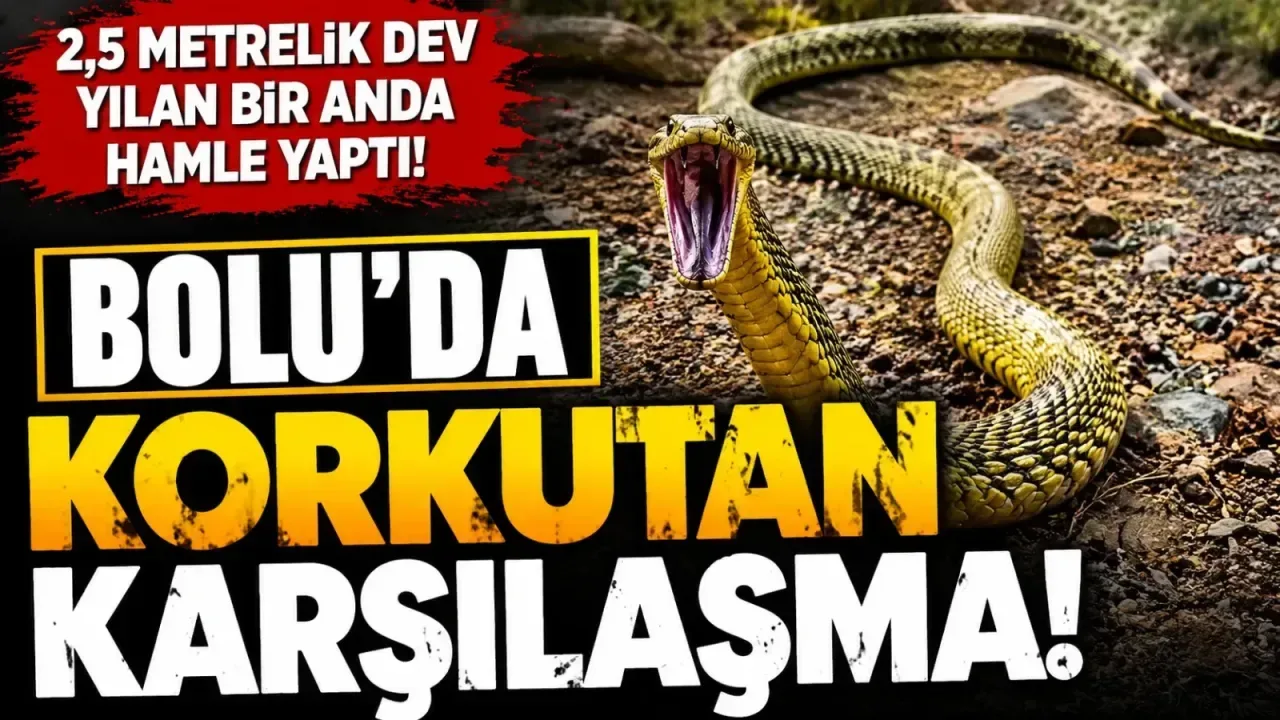 Bolu'da Sarı Yılan Görüntülendi: Vatandaşa Doğru Hamle Yaptı
