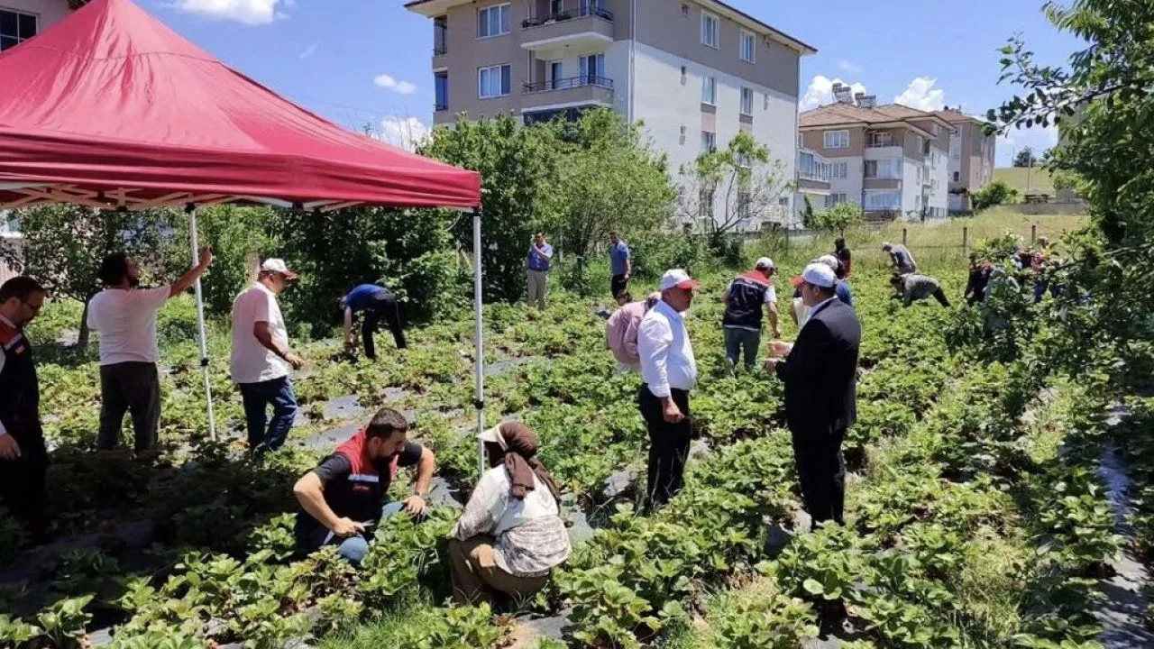 Mengen'de Çilek Yetiştiriciliği Eğitimi ile Kırsal Kalkınmaya Destek