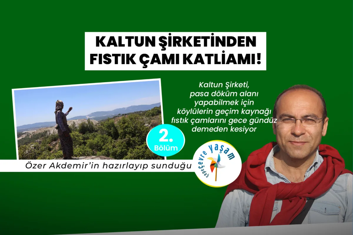 Seferler Köyü'nde Fıstık Çamı Kesimi Devam Ediyor