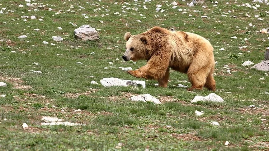 Bolu Ormanlarında Ayı ile Yüz Yüze Gelen Sürücülerin Anları