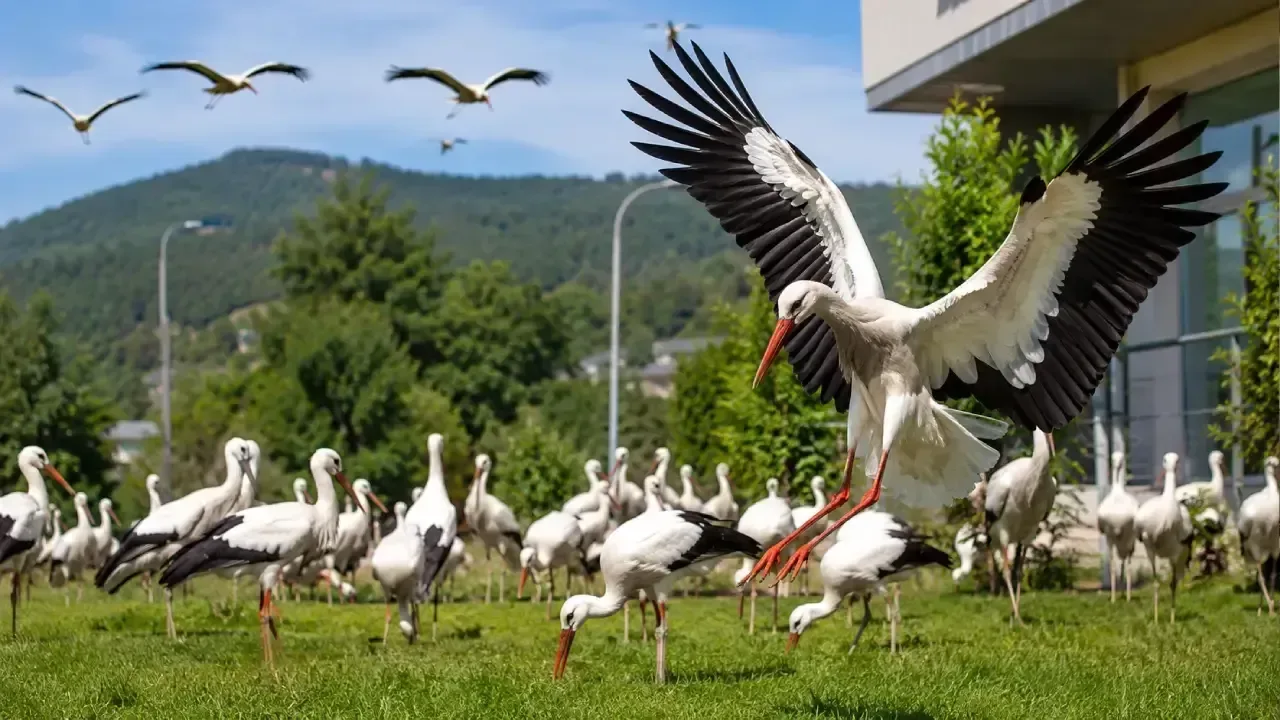 Bolu'da Leylekler Göç Yolunda Mola Verdi