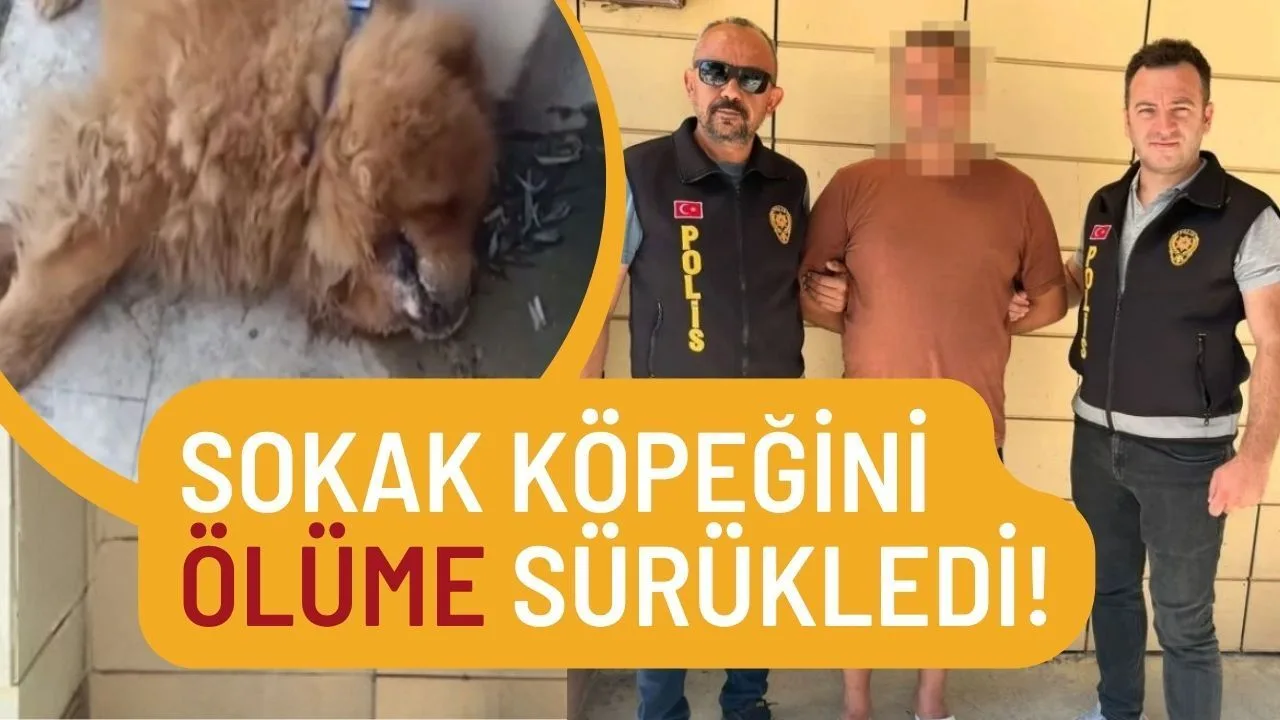 Alanya'da Köpek İstismarı: Şüpheli H.Y. Yakalandı