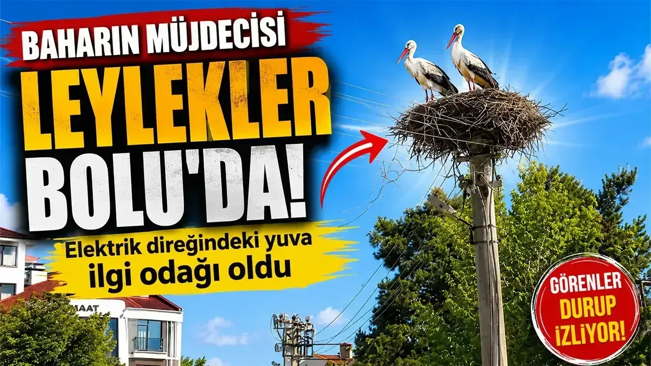 Bolu'da Leylekler Baharı Karşıladı: Elektrik Direği İlgi Odağı