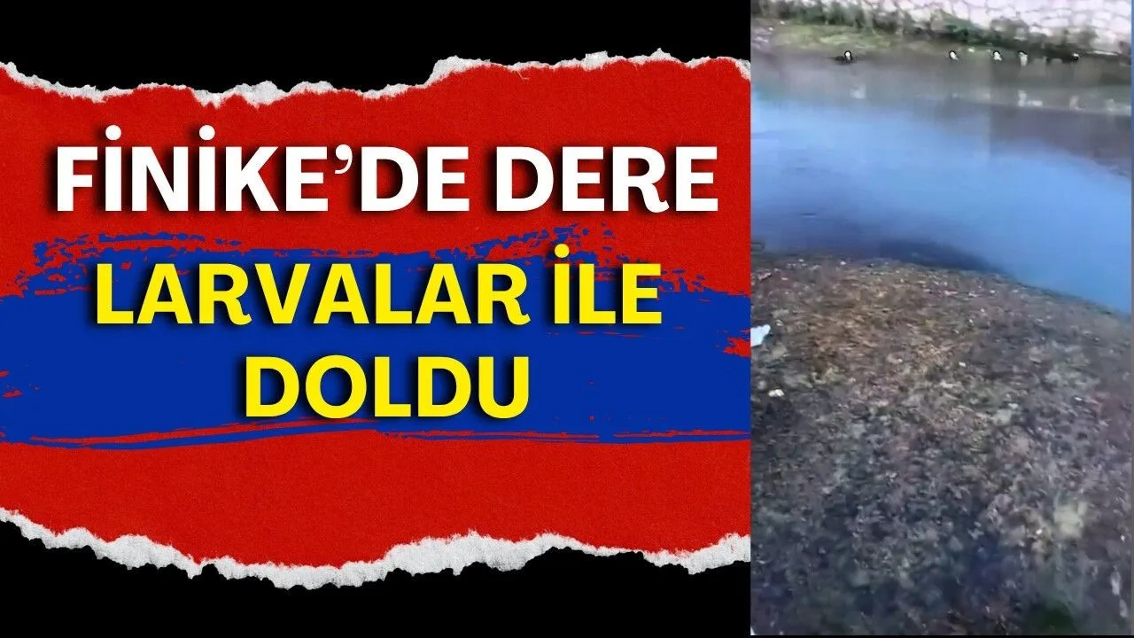 Finike'de Sivrisinek Kabusu! Dere Larvalarla Dolu