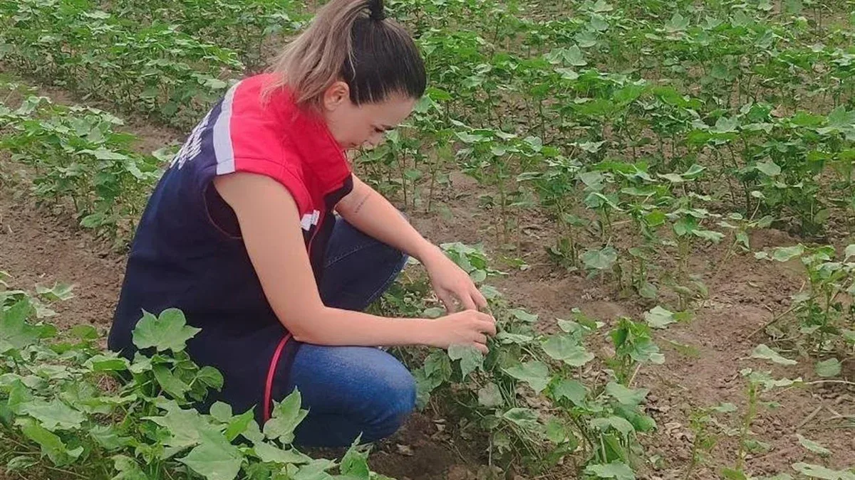 Didim'de Pamuk Üretimi Alanlarında Olumlu Gelişmeler Yaşanıyor