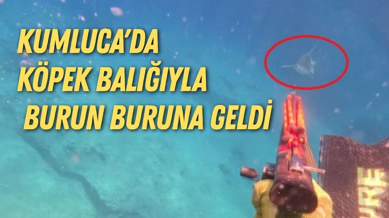 Kumluca'da Dalgıç, Kum Köpek Balığı ile Karşılaştı
