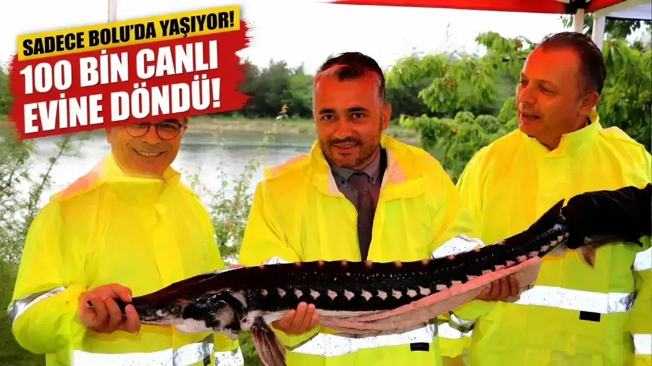 Bolu'da 100 Bin Abant Alası Yavrusu Abant Gölü'ne Bırakıldı
