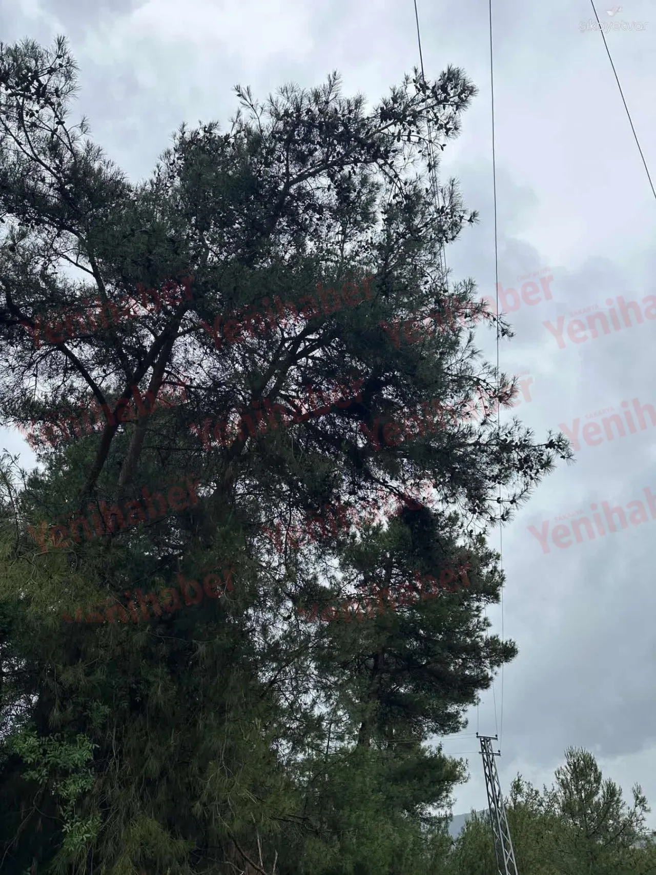 Alifuatpaşa'da Elektrik Kabloları Ağaç Dallarıyla Temas Ediyor
