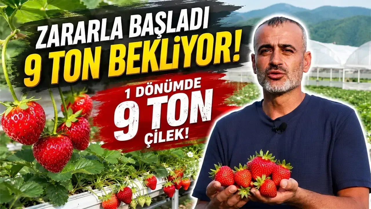Bolu'da Topraksız Tarım ile Çilek Yetiştiriyor, 1 Dönümden 9 Ton Bekliyor!