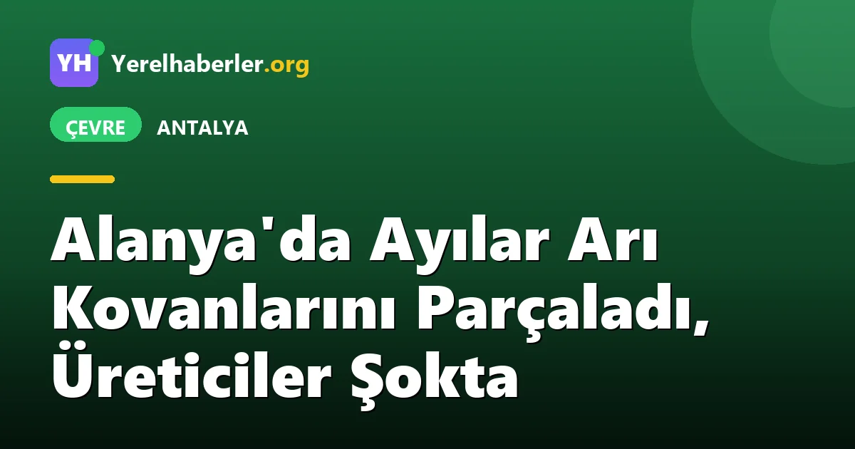 Alanya'da Ayılar Arı Kovanlarını Parçaladı, Üreticiler Şokta