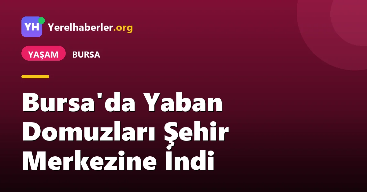 Bursa'da Yaban Domuzları Şehir Merkezine İndi