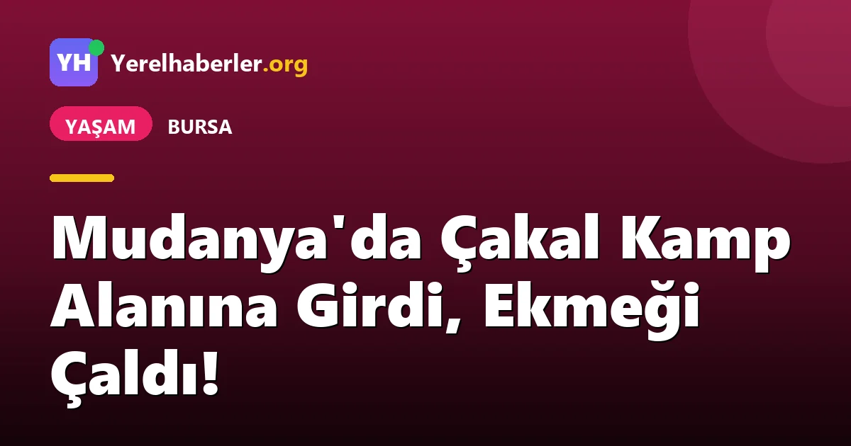 Mudanya'da Çakal Kamp Alanına Girdi, Ekmeği Çaldı!