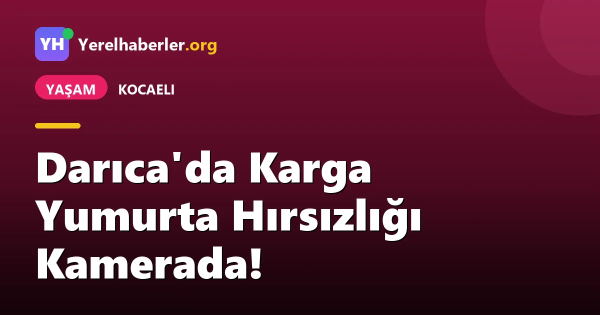 Darıca'da Karga Yumurta Hırsızlığı Kamerada!