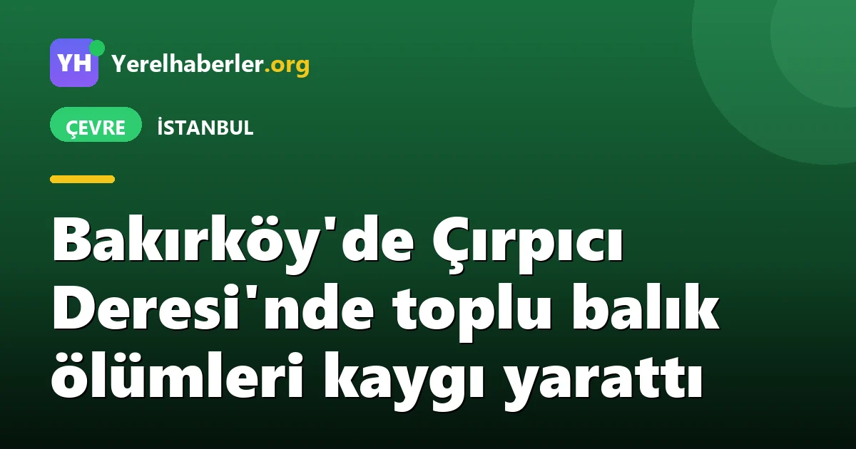 Bakırköy'de Çırpıcı Deresi'nde toplu balık ölümleri kaygı yarattı