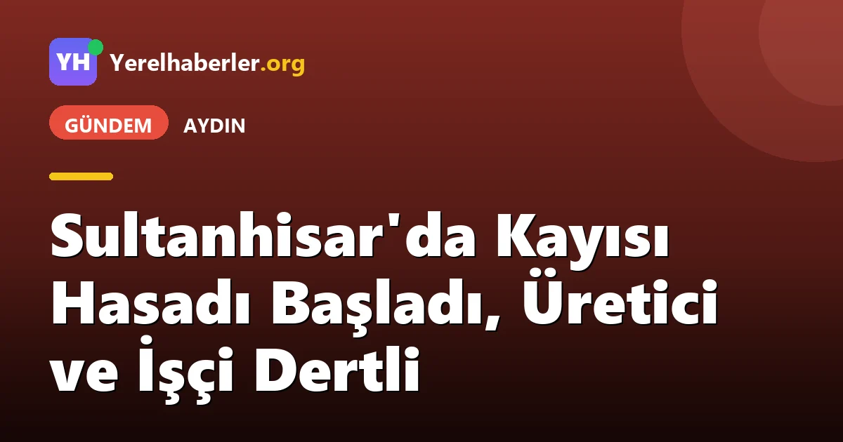 Sultanhisar'da Kayısı Hasadı Başladı, Üretici ve İşçi Dertli
