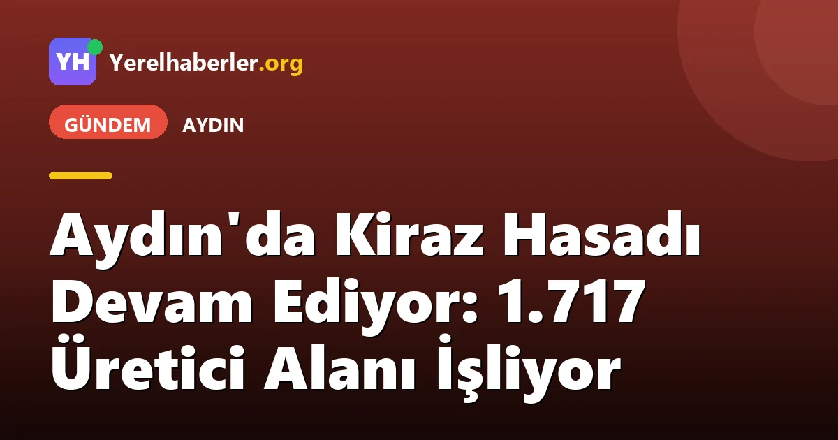Aydın'da Kiraz Hasadı Devam Ediyor: 1.717 Üretici Alanı İşliyor
