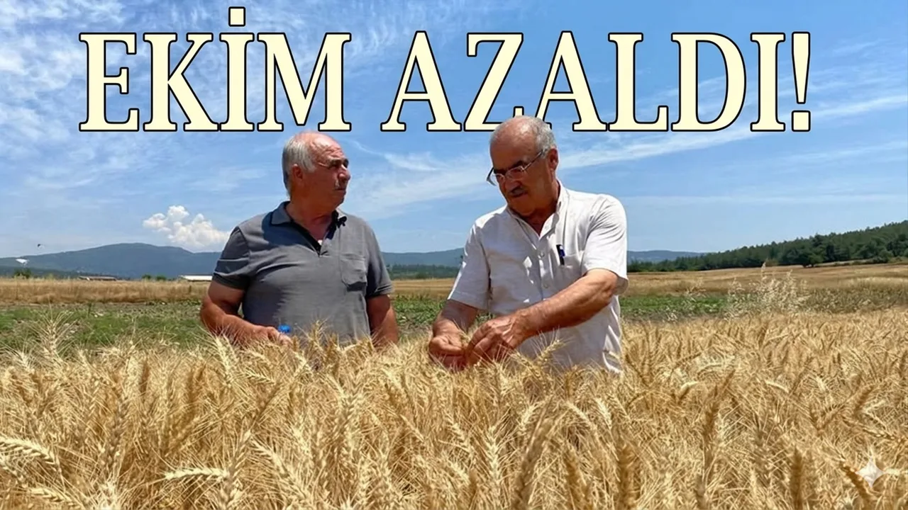 Bigadiç'te Haşhaş Ekim Alanları 700 Dönüme Düştü