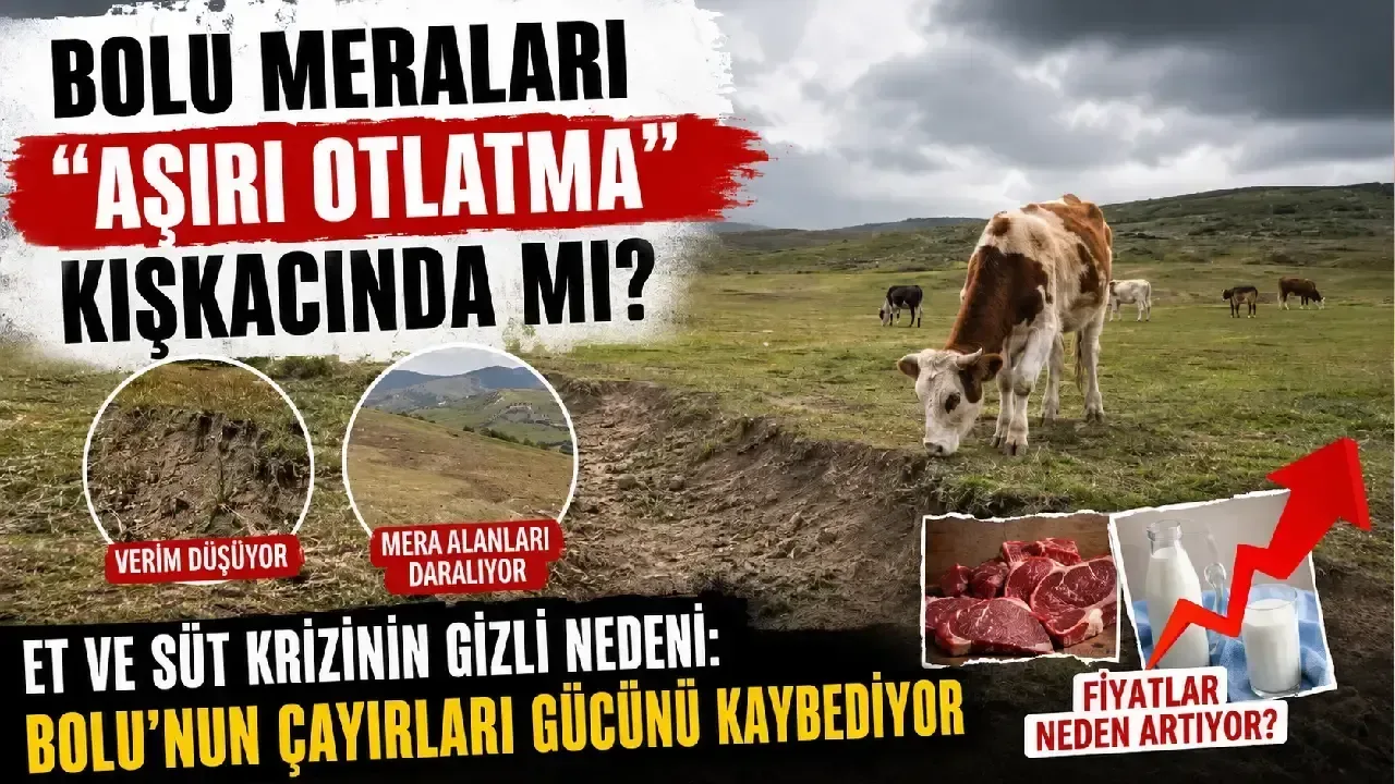 Bolu Meraları Tehdit Altında: Et ve Süt Krizi Kapıda!